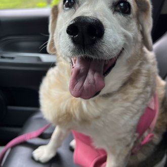 CharliDogBets