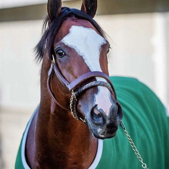 PickingHorses